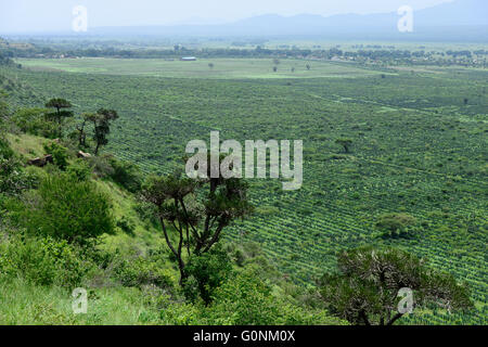 Tanzanie Tanga, montagnes Usambara, l'agriculture et l'industrie du sisal, D.D. Ruhinda & Company Ltd., Mkumbara Estate, Nouvelle planté en sisal Agave Sisalana / TANZANIE Tanga Usambara, Berge, sisal Anbau und Industrie, D.D. Ruhinda & Company Ltd., Mkumbara, Neupflanzung Sisalpflanze immobiliers Sisal Agave Sisalana Banque D'Images