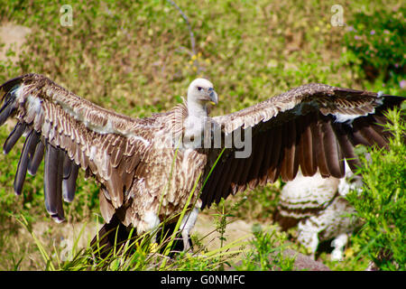 Grande tête blanche étend ses ailes de vautour Banque D'Images