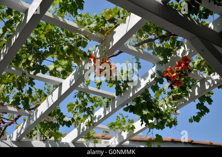 Vigne rouge avec des fleurs sur la structure du toit au-dessus de la Méditerranée dans le jardin stile Banque D'Images