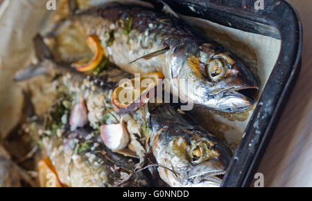 Excellent poisson bleu frais pour une alimentation saine fraîchement cuisinés avec de l'huile d'olive, citron et herbes Banque D'Images