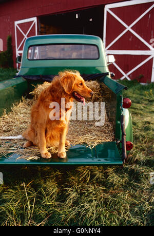 Golden Retriever dog dans le lit d'antique Green & Gold Ford pick up truck ; New York, USA Banque D'Images