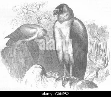 Les oiseaux : Les Rapaces : Vulture : Roi d', antique print c1870 Banque D'Images