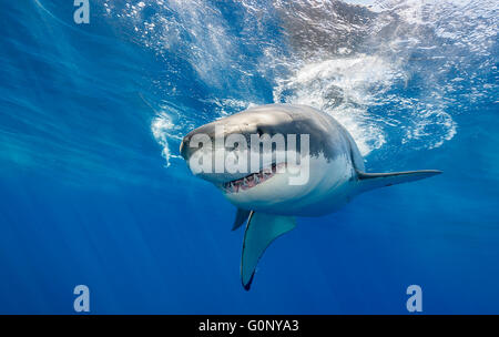 Grand requin blanc au sous-marin de l'île Guadalupe, Mexique Banque D'Images