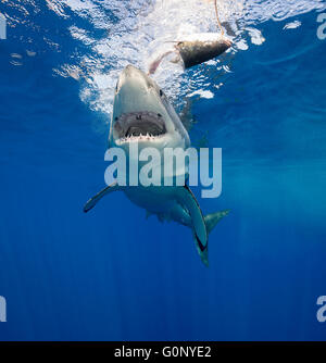 Grand requin blanc au sous-marin de l'île Guadalupe, Mexique Banque D'Images