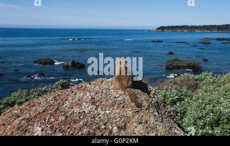 Une Californie (Spermophilus beecheyi) donne sur l'océan Pacifique, de rochers à Morro Bay le long de la côte centrale de Californie, USA. Ces rongeurs font souvent de leurs terriers dans les affleurements rocheux le long de la côte et sont souvent vus par les touristes qui visitent cette région pittoresque de l'état. Banque D'Images