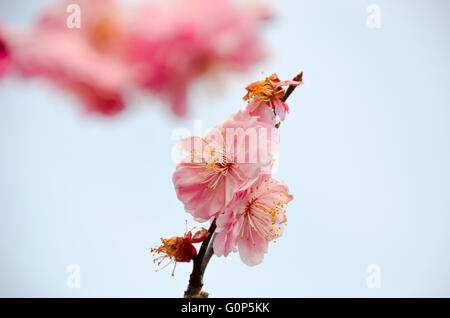 Close up de cerisiers en fleurs dans un jardin japonais, Tokyo, Japon Banque D'Images