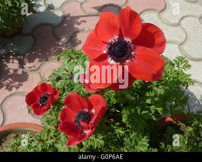 Anémone Anémone coronaria, pavot, cultivé avec herbe feuilles finement découpées et les fleurs rouges, des pétales avec base blanche Banque D'Images