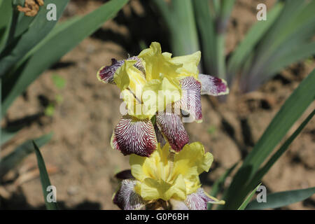 Iris Iris variegata, Hongrois, herbe vivace rhizomateuse, tiges ramifiées, légèrement côtelée falciformes feuilles, fleurs jaune-blanc Banque D'Images