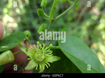 Passiflora suberosa, corkystem la passiflore, plante herbacée à trois branches de vigne avec feuilles et de petites fleurs vert pétales manquent Banque D'Images