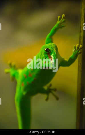 Madagascar gecko jour géant sur une fenêtre Banque D'Images