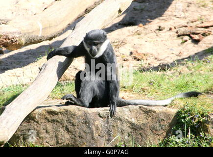 L'Afrique centrale de l'Hoest (Cercopithecus lhoesti) singe Banque D'Images