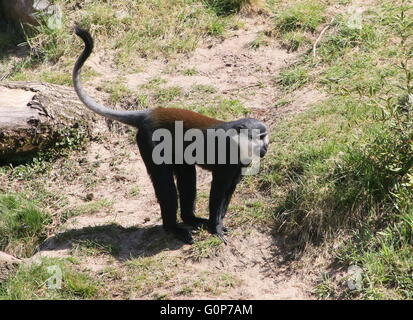 L'Afrique centrale de l'Hoest (Cercopithecus lhoesti) singe Banque D'Images