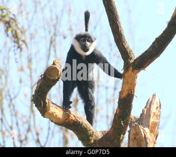 L'Afrique centrale de l'Hoest (Cercopithecus lhoesti singe) à l'affût dans un arbre mort Banque D'Images