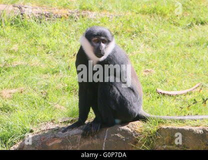 L'Afrique centrale de l'Hoest (Cercopithecus lhoesti) Singe assis sur un rocher Banque D'Images