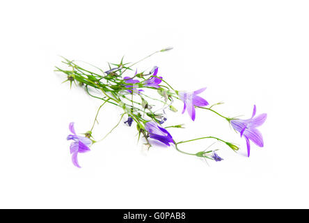 Bluebell Campanula flower isolated on white Banque D'Images