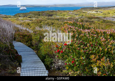 La Nouvelle-Zélande, îles Auckland, archipel inhabité de l'océan Pacifique sud, enderby island. soulevées wooden path. Banque D'Images