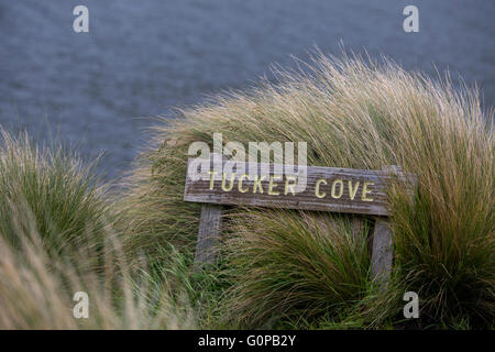 La Nouvelle Zélande, l'île Campbell aka Moto Ihupuku, une île subantarctique. Tucker Cove sign in tall grass tussac. Banque D'Images