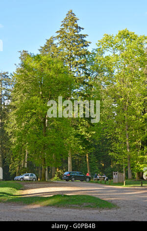 La Commission forestière de stationnement et de pique-nique parmi les grands arbres de compensation au sein de la New Forest Banque D'Images