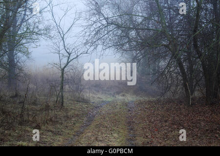 La beauté du matin brouillard sur le Mystic Forest Banque D'Images