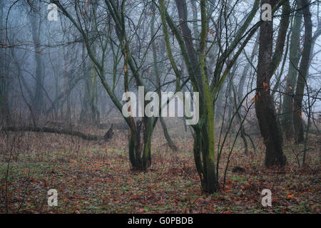 La beauté du matin brouillard sur le Mystic Forest Banque D'Images