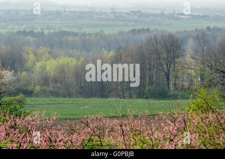 Peachery en fleurs forêt en herbe village lointain au printemps la tombée de la Basse Silésie Pologne Banque D'Images