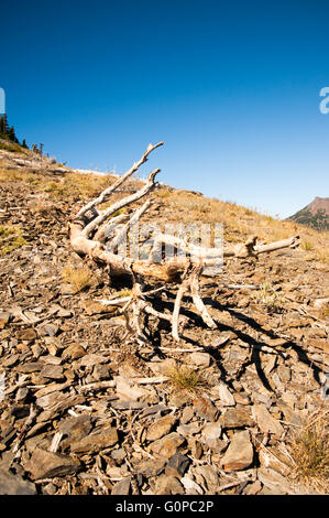 Détail de l'Hurricane Ridge dans la Péninsule Olympique Banque D'Images