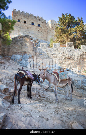 Les ânes à Lindos sur l'île de Rhodes, Grèce. Banque D'Images