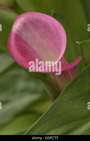Un close-up of a pink calla lily Zantedeschia plante Banque D'Images