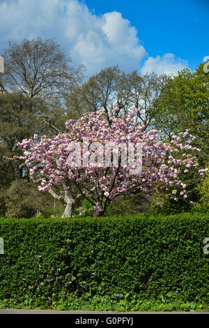 Regents Park, London, UK. 3e mai 2016. Soleil et chaleur dans le quartier Regent Park de Londres. Banque D'Images