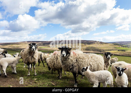 North Pennines Teesdale, County Durham, Royaume-Uni. Mardi 3 mai 2016. Météo britannique. Le temps frais se poursuit dans le Nord de l'Angleterre, où les agriculteurs sont encore fournir des aliments complémentaires tels que le foin et l'ensilage pour certains animaux. Les animaux connaissent leur temps d'alimentation et toute personne passant par est parfois rencontré avec des moutons dans l'espoir d'un flux. Crédit : David Forster/Alamy Live News Banque D'Images