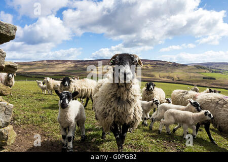 North Pennines Teesdale, County Durham, Royaume-Uni. Mardi 3 mai 2016. Météo britannique. Le temps frais se poursuit dans le Nord de l'Angleterre, où les agriculteurs sont encore fournir des aliments complémentaires tels que le foin et l'ensilage pour certains animaux. Les animaux connaissent leur temps d'alimentation et toute personne passant par est parfois rencontré avec des moutons dans l'espoir d'un flux. Crédit : David Forster/Alamy Live News Banque D'Images