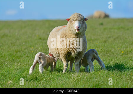 Salisbury, Royaume-Uni. 3 mai, 2016. Météo France. agneaux et leurs jeunes vu sur un beau jour dans la plaine de Salisbury. Crédit : Robert Timoney/Alamy Live News Banque D'Images