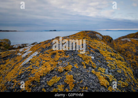 Xanthoria jaune orange lichen sur un rocher côtier près de la mer, en Ecosse. Banque D'Images