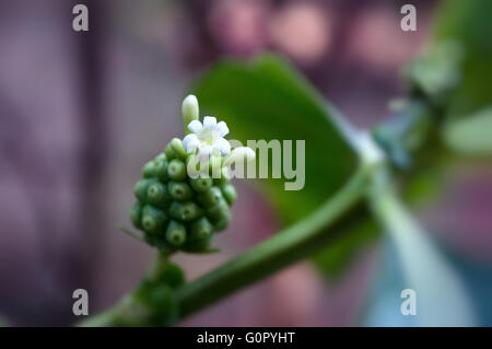 Première fleur de noni en fleurs. Noni (Morinda citrifolia) également connu sous le nom de Great morinda, Indian Mulberry, Noni, plage mulberry, et ch Banque D'Images