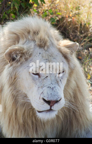 White Lion portrait. Safari park Taigan Crimée. Banque D'Images