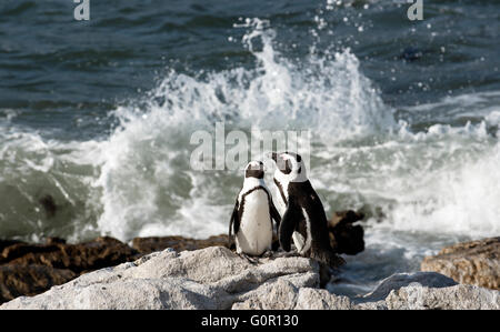 Pingouins africains à Betty's Bay dans le Western Cape Afrique du Sud Banque D'Images