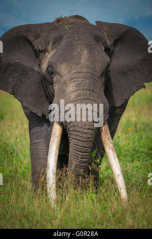 Un éléphant mâle africain sauvage dans l'herbe de pâturage dans le cratère du Ngorongoro, en Tanzanie, Afrique de l'Est Banque D'Images