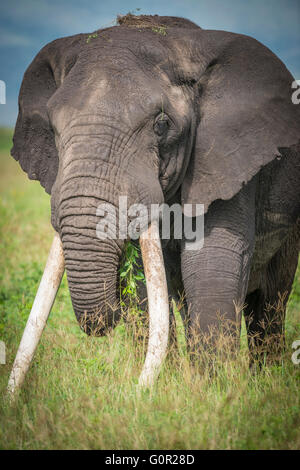 Un éléphant mâle africain sauvage dans l'herbe de pâturage dans le cratère du Ngorongoro, en Tanzanie, Afrique de l'Est Banque D'Images