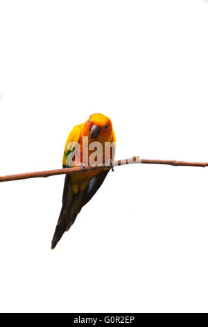 Conure soleil isolé en fond blanc, un perroquet aux couleurs vives originaire du l'Amérique du Sud. Banque D'Images