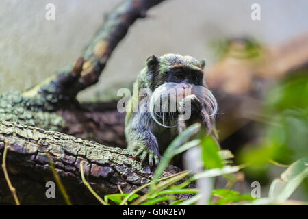 Vue rapprochée d'un tamarin dans l'Amérique du Sud Banque D'Images