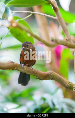 Vue rapprochée de la tangara brésilien Banque D'Images