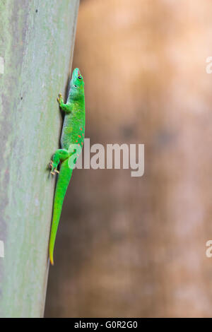 Vue rapprochée de Madagascar day gecko sur l'arbre Banque D'Images