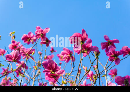 Branche de magnolia fleurs foisonnent dans soleil avec ciel bleu en arrière-plan. Place disponible pour copier du texte. Banque D'Images