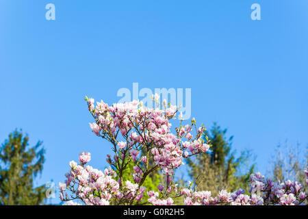 Branche de magnolia fleurs foisonnent dans soleil avec ciel bleu en arrière-plan. Place disponible pour copier du texte. Banque D'Images