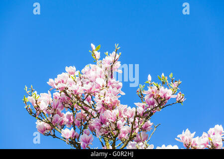 Branche de magnolia fleurs foisonnent dans soleil avec ciel bleu en arrière-plan. Place disponible pour copier du texte. Banque D'Images