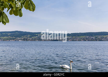 Belle vue sur le lac de Zurich avec swan en premier plan. Banque D'Images