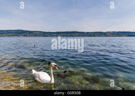 Belle vue sur le lac de Zurich avec swan en premier plan. Banque D'Images
