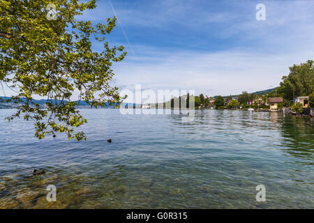 Belle vue sur le lac de Zurich avec les canards et les arbres en premier plan. Banque D'Images