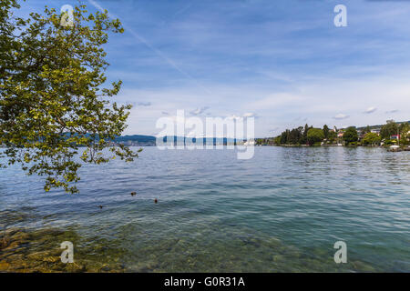 Belle vue sur le lac de Zurich avec les canards et les arbres en premier plan. Banque D'Images