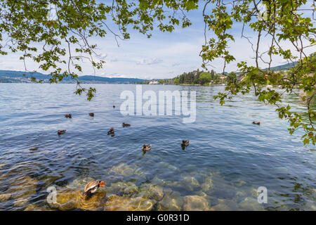 Belle vue sur le lac de Zurich avec les canards et les arbres en premier plan. Banque D'Images